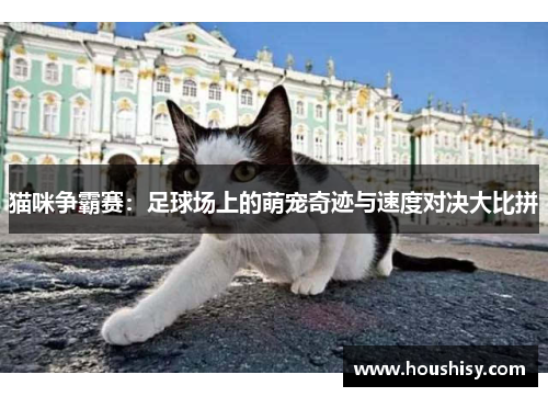 猫咪争霸赛：足球场上的萌宠奇迹与速度对决大比拼